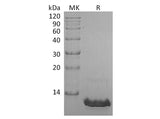 Recombinant Human CCL8/MCP-2 Protein