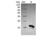 Recombinant Human CCL28 Protein