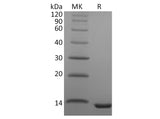 Recombinant Human CCL23 Protein