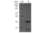 Recombinant Human CRADD/RAIDD Protein