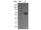 Recombinant Human BTN3A1/CD277 Protein (Fc Tag)