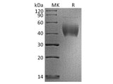 Recombinant Human PD-L2/CD273 Protein (His & Avi Tag)