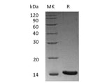 Recombinant Human/Mouse/Rat Activin A/INHBA Protein