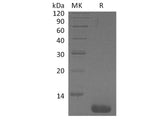 Recombinant Human CCL1/I-309 Protein