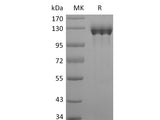 Recombinant Human G-CSFR/CD114/CSF3R (C-Fc)