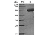 Recombinant Human FAM3B (C-Fc)