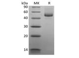 Recombinant Human CD27 Ligand/TNFSF7/CD70 (C-mFc)