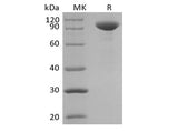 Recombinant Human Interleukin-23/IL-23 (C-Fc)