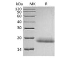 Recombinant Human CD99/MIC2 (C-6His)