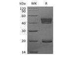 Recombinant Human Interleukin-23/IL-23 (C-6His)