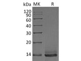 Recombinant Human/Mouse/Rat GDF-8/Myostatin Expression Host HEK293 Cells