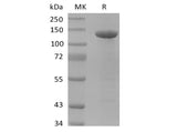 Recombinant Human Amyloid Precursor (C-FC)