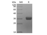 Recombinant Human Angiopoietin-2/ANG2 (C-6His)