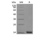 Recombinant Human FGF-4