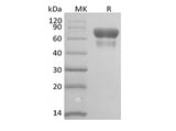 Recombinant Human/Cynomolyus CD28/TP44 (C-Fc-Avi) Biotinylated