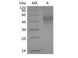 Recombinant Human Signal Transducer CD24/CD24 (C-mFC)