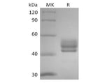 Recombinant Human CD3D&CD3E Heterodimer (C-Fc-Flag&C-Fc-6His)