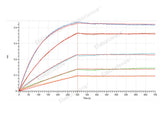 Recombinant Human B-cell Receptor CD22/Siglec-2/CD22 (C-6His) Biotinylated