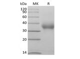 Recombinant Human CD47/IAP/OA3  (C-Avi-6His) Biotinylated