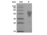 Recombinant Human Signal Transducer CD24/CD24 (C-Fc) 