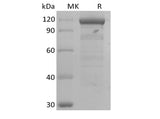 Recombinant Human Wnt3a/Wnt-3a