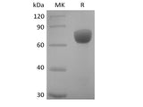 Recombinant Human SLAM Family Member 7/SLAMF7/CD319/CRACC (C-mFc)