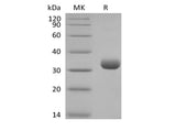 Recombinant Human Butyrophilin Subfamily 3 Member A2/BTN3A2 (C-6His-Avi) Biotinylated