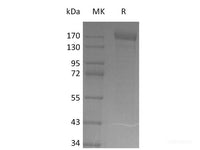 Recombinant SARS-CoV-2 S-Trimer(Y453F,D614G)(His Tag)