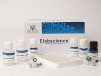 TXA2(Thromboxane A2) ELISA Kit