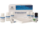 VB6(Vitamin B6) ELISA Kit - MSE Supplies LLC