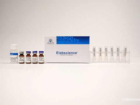 Water-soluble Biotin Labeling Kit (50 KD Filtration tube) - MSE Supplies LLC