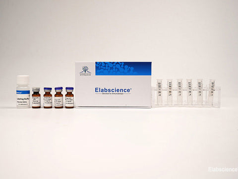 Cyanine 3 Labeling Kit (3 KD Filtration tube) - MSE Supplies LLC