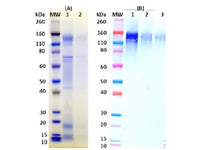 IBT Bioservices Recombinant Ebola Virus rGPΔTM (Mammalian)