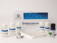 FA/VB9(Folic Acid/Vitamin B9) ELISA Kit - MSE Supplies LLC